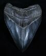 Inch Serrated Megalodon Tooth - A Beauty #3484-3